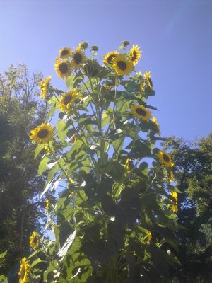 über 4 Meter hohe Sonnenblume mit mehr als 30 Blüten .jpg