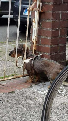 hunde-loeffel.jpg